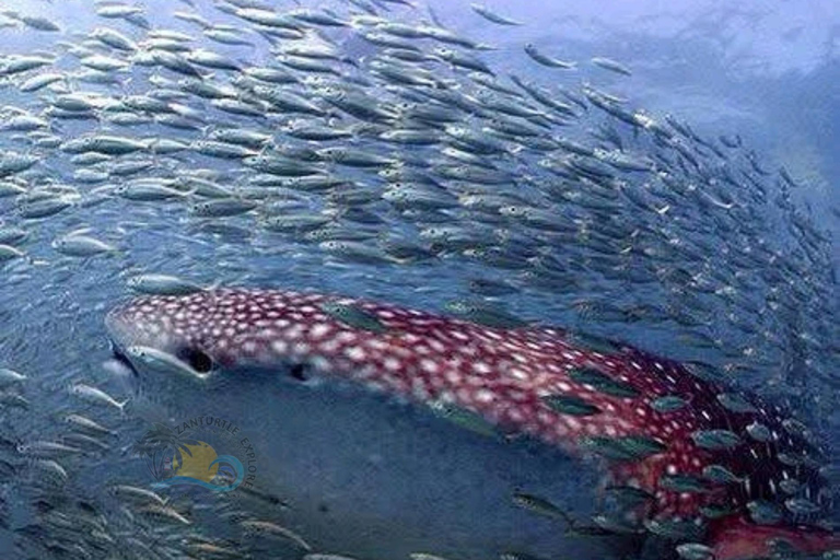 Zanzibar: Mafia Island Whale Shark Swim Day Trip with Flight Shared: Mafia Island Whale Sharks – Flight from Zanzibar