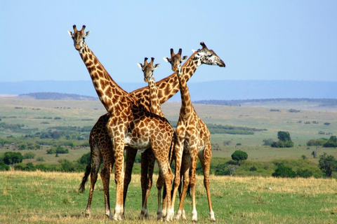 8-Day Authentic Kenya Safari with Culture, Safari & Wildlife