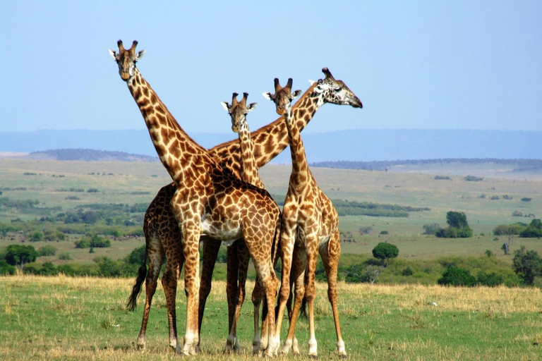 8-Day Authentic Kenya Safari with Culture, Safari & Wildlife
