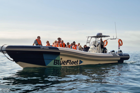 Combo: Benagil & Dolphins Boat Tour w/ Marine Biologists