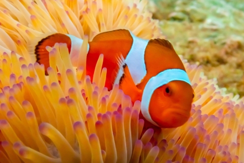 Experiencia en la Isla de Nemo con fotos con dron y almuerzoCompartir Van Pattaya