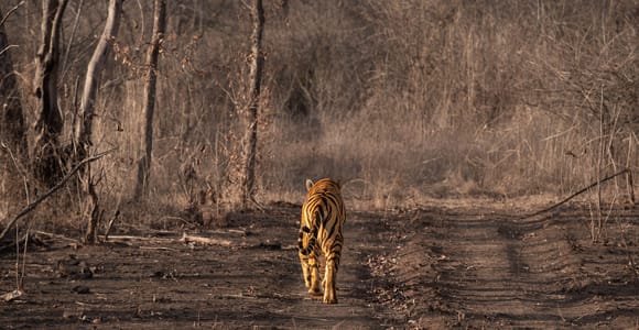 Ranthambore National Park: Core Zone Gypsy safari with Guide