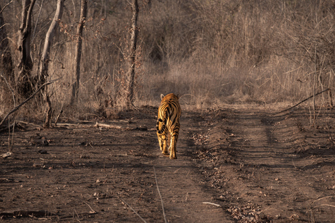 Ranthambore National Park: Core Zone Gypsy safari with Guide Ranthambhore National Park core zone tiger safari in canter