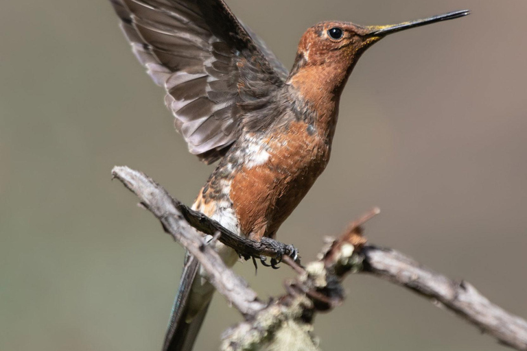 Birdwatching in Cusco || Tour Hummingbirds Observatory ||Cusco Birdwatching | Sacred Garden Hummingbirds Observatory