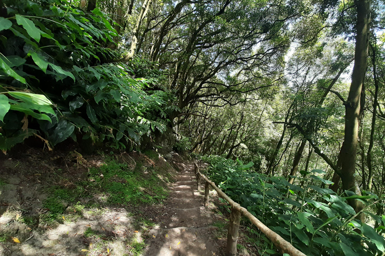 São Miguel: Moinho do Felix-Wanderung mit Besuch der Teefabrik