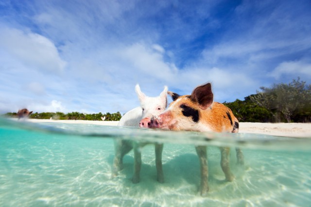 Visit Nassau 3 Islands Tour, Snorkel, Pig Beach, Turtles & Lunch in Rose Island, Bahamas