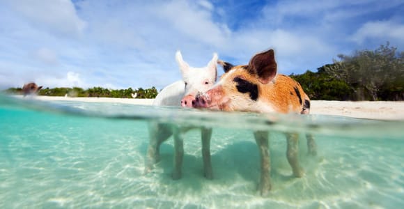 Nassau: 3 Islands Tour, Snorkel, Pig Beach, Turtles & Lunch