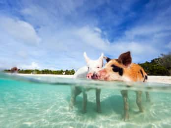 Nassau: Excursão a 3 ilhas, mergulho com snorkel, Pig Beach, tartarugas e almoço