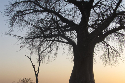 7 Días - Savuti - Khwai - Moremi (Safari móvil)