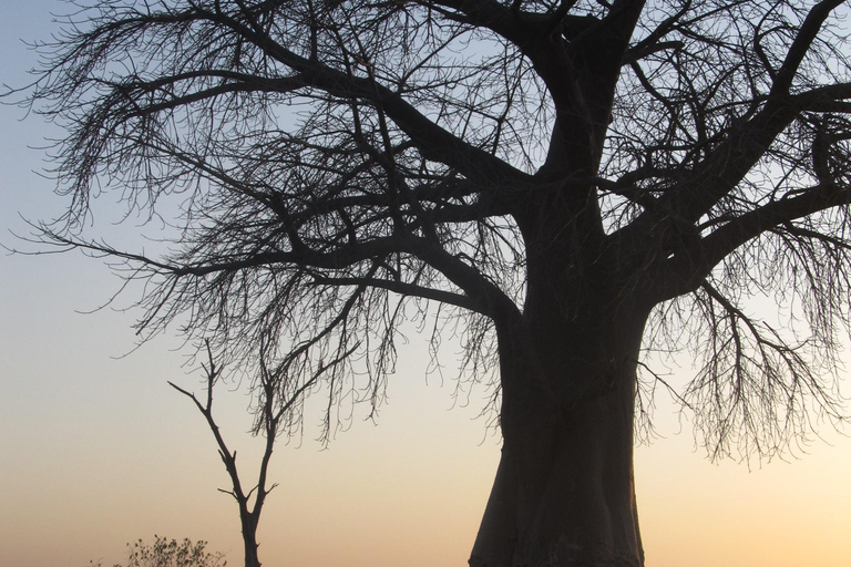 7 Días - Savuti - Khwai - Moremi (Safari móvil)