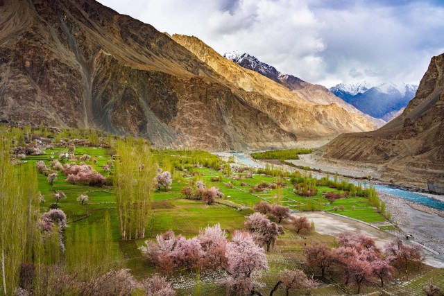 Visit Exploring the Apricot Blossoms of Ladakh in Leh, India