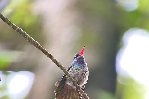 Corcovado-Nationalpark: Ein-Tages-Tour ab Puerto Jimenez!