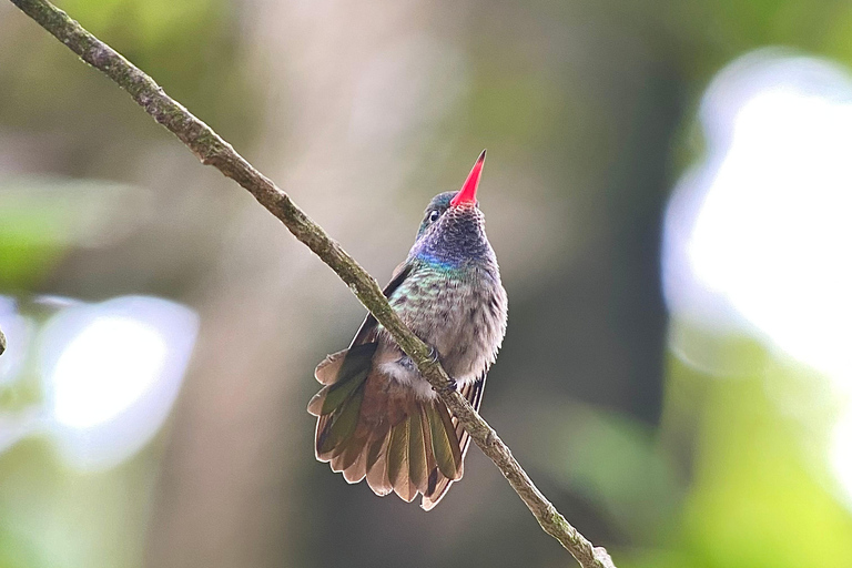 Corcovado-Nationalpark: Ein-Tages-Tour ab Puerto Jimenez!