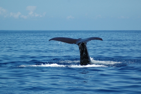 Funchal : observation de dauphins et baleines en catamaran