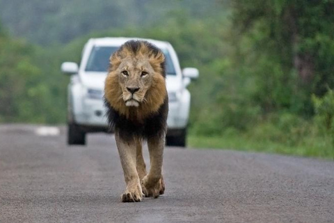 Nationaal Park Nairobi - Halve dag gamedrive: wildhoofdstad