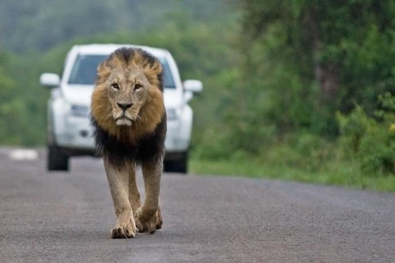 Nationaal Park Nairobi - Halve dag gamedrive: wildhoofdstad