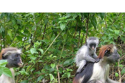 Zanzibar: Jozani forest, stone town tour & Prison island Private tour With Hotel pick up and drop off included