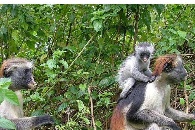 Zanzibar: Jozani forest, stone town tour & Prison island Private tour With Hotel pick up and drop off included