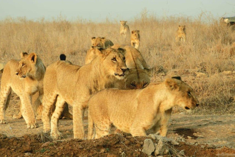 Nairobi: Viagem de 1 dia ao Parque Nacional Amboseli com a aldeia Masai