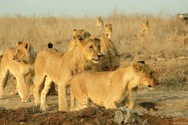 Dagtour naar Amboseli Nationaal Park