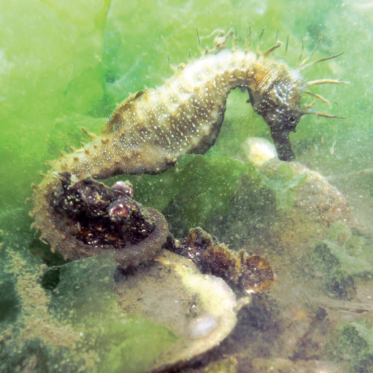 Fuseta: Schnorcheltour mit Seepferdchen in Ria Formosa