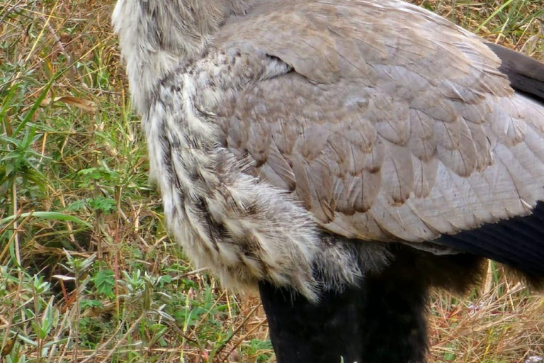 Mt Kenya: Half-day hiking and wildlife viewing