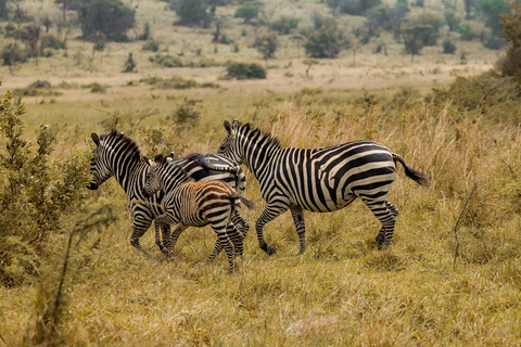 2 Days Akagera National Park wildlife Safari retreat