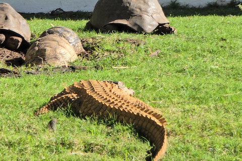 Cape Town: Ostrich Ranch Safari with Hotel Transfer