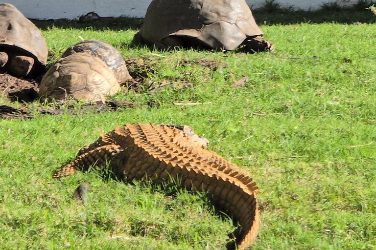 Cape Town: Ostrich Ranch Safari with Hotel Transfer