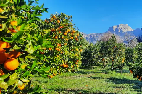 Mallorca: Västkusten & Apelsindalen Minbustour GERMAN GUIDE