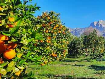 Maiorca: Costa occidentale e Valle dell'Arancio Minbustour