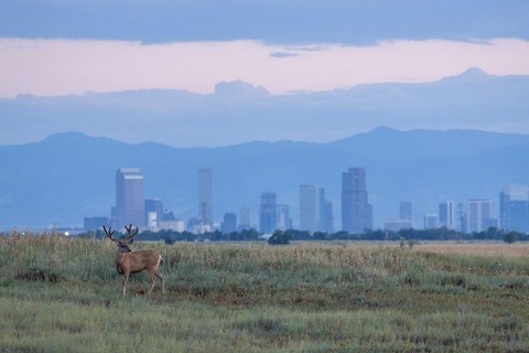 Safari dans le Rocky Mountain ArsenalSafari dans l&#039;Arsenal des Rocheuses