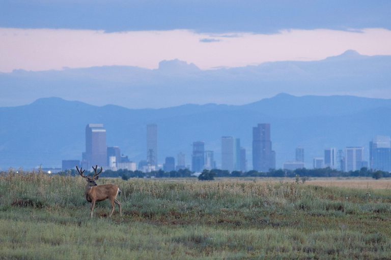 Safari dans le Rocky Mountain ArsenalSafari dans l&#039;Arsenal des Rocheuses