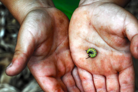 La Palma : Visita guiada EcoFinca Platanologico &quot;a floresta comestível&quot;.