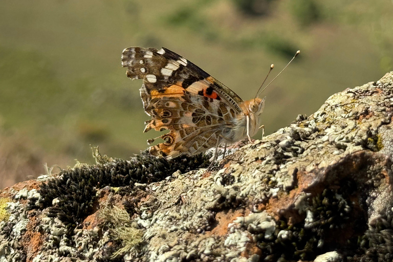 Blue Nile Gorge Wildlife & Cultural Day Trip