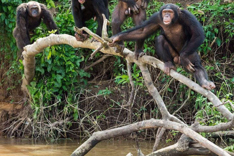 Nairobi: tour di un giorno a Ol Pejeta da NairobiNairobi: Tour di un giorno di Ol Pejeta da Nairobi