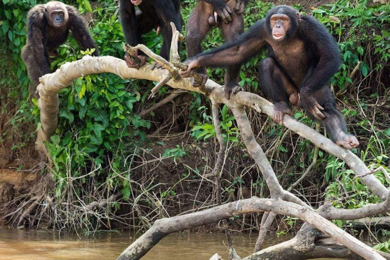 Nairobi: tour di un giorno a Ol Pejeta da NairobiNairobi: Tour di un giorno di Ol Pejeta da Nairobi