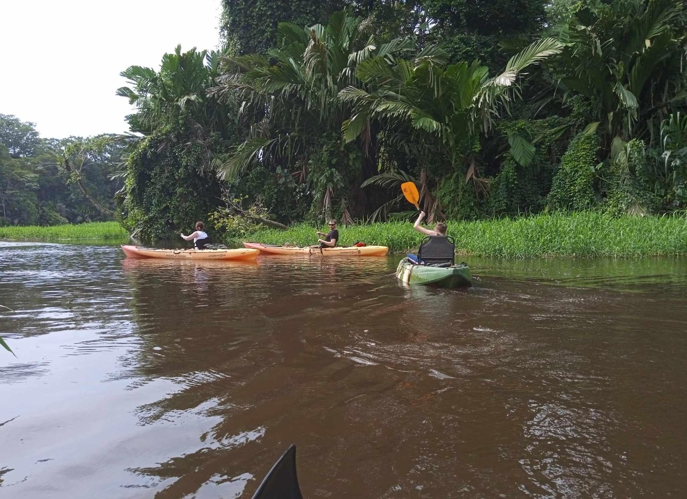 Tortuguero: Kanotur i Tortuguero Nationalpark