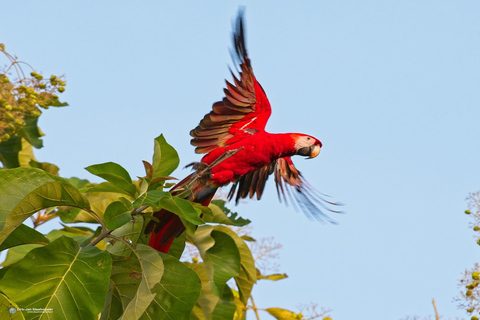 Parque Nacional de Carara: Melhor Tour Parque Nacional de Carara - Um dia