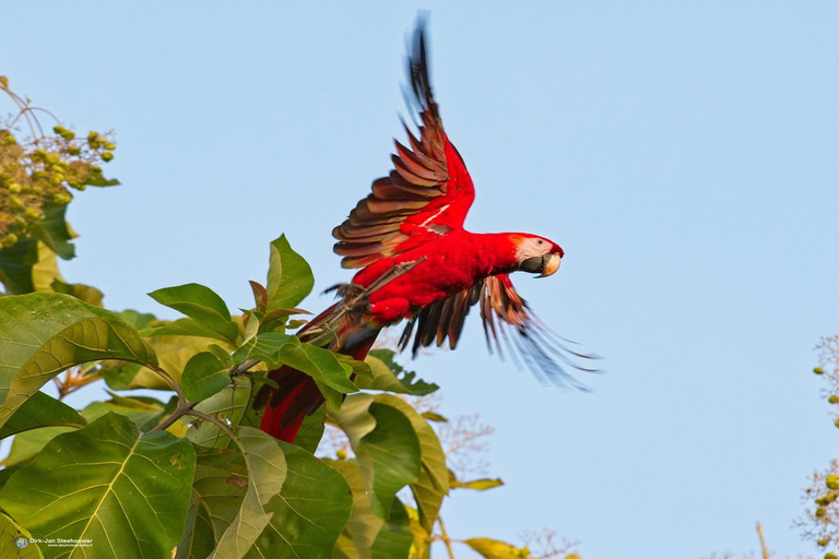 Parque Nacional de Carara: Melhor Tour Parque Nacional de Carara - Um dia