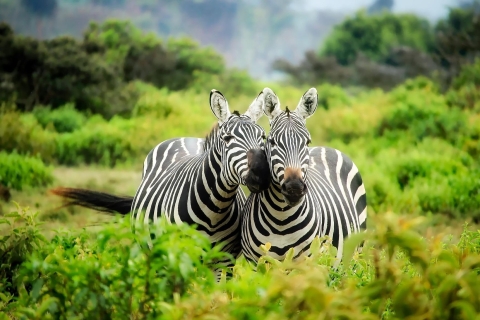 The Pearl of Africa - your 8 days/7 nights safari adventure
