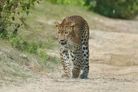 Von Colombo/Negombo Tagestour zum Yala National Park SafariVon Negombo aus