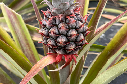 São Miguel: Sete Cidades, Lagoa do Fogo & Furnas - Full Day Tour