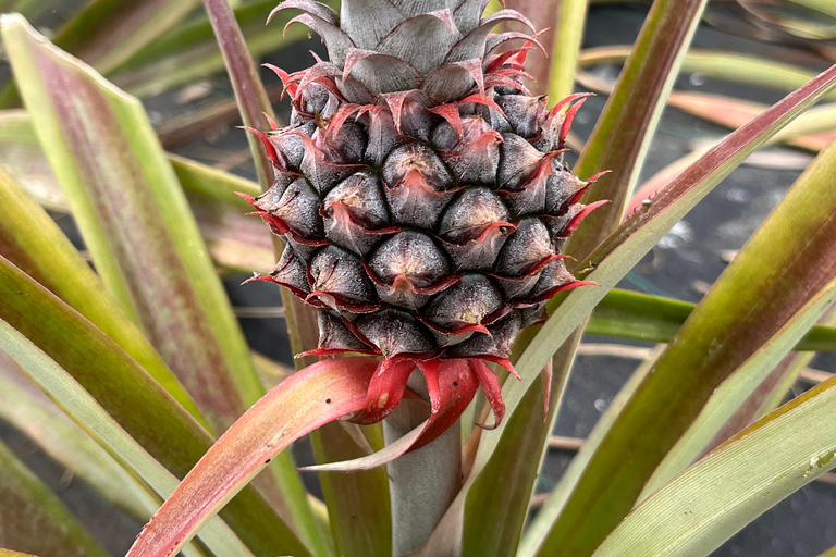 São Miguel: Sete Cidades, Lagoa do Fogo & Furnas - Full Day Tour