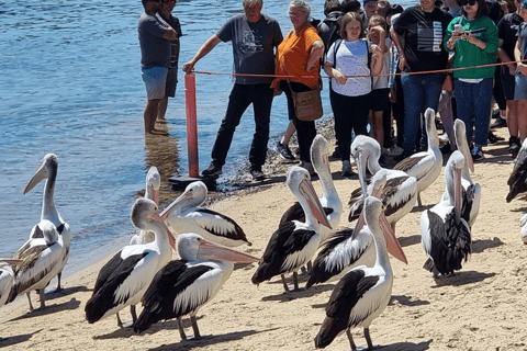 Melbourne: Phillip Island Dolphin and Whale Watching Tour