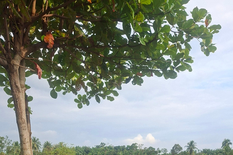 Bukit Lawang: Jungle Trek, River Tubing, and Village Tour