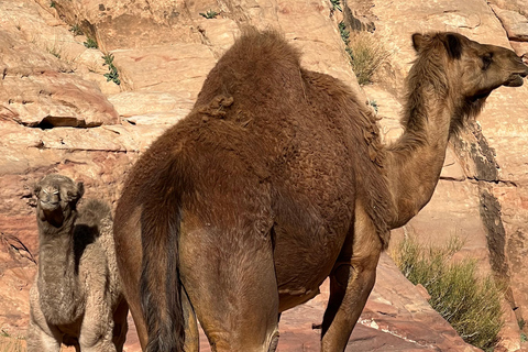 Wadi Rum: 2-Day Southern Desert Tour, Camel & Stargazing