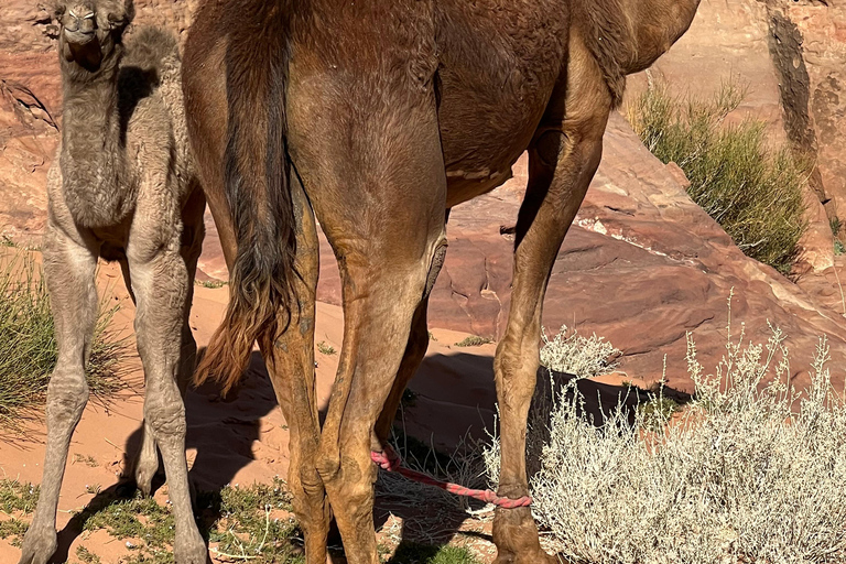 Wadi Rum: 2-Day Southern Desert Tour, Camel & Stargazing