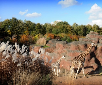 Входной билет в GaiaZOO