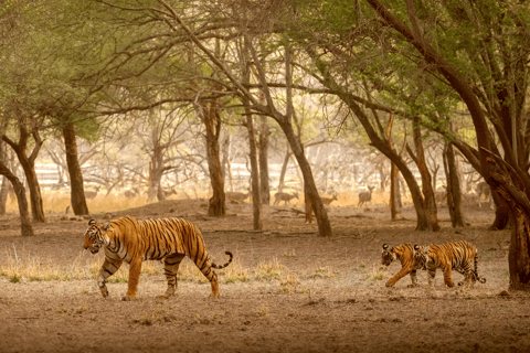 6 Days Golden Triangle Tour With Rathambhore Tiger Safari